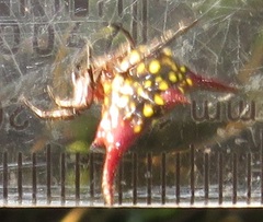 Gasteracantha milvoides