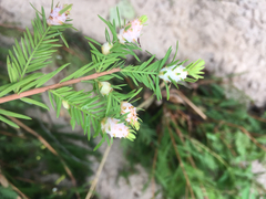Taxodiomyia