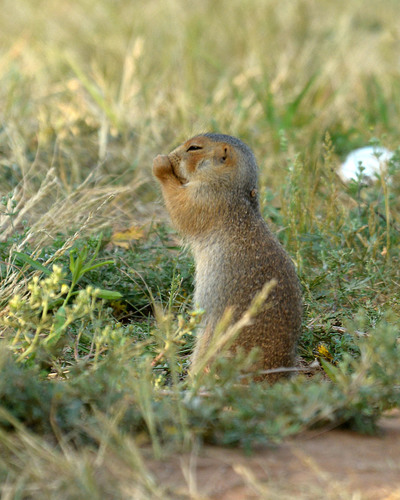 Russet Ground Squirrel