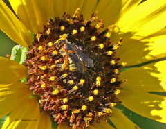 Dianthidium