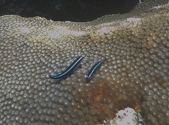 Elacatinus lobeli