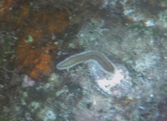 Hermodice carunculata