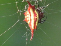 Gasteracantha milvoides
