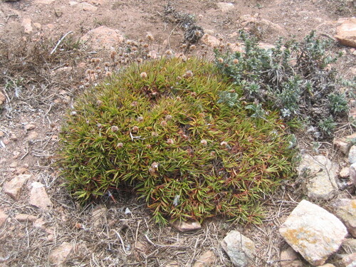 Berlengas Sea Pink (Armeria berlengensis)
