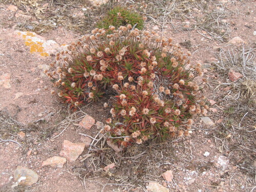 Image of Berlengas Sea Pink (Armeria berlengensis) by (c) zebedeugalinha, some rights reserved (CC BY)