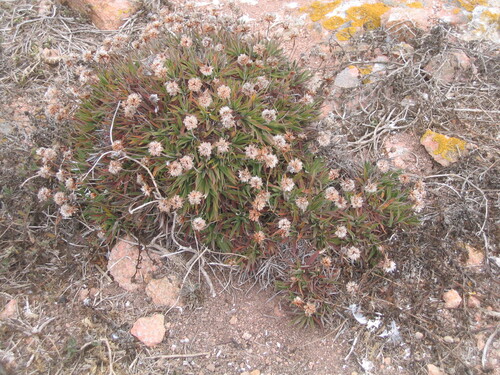 Image of Berlengas Sea Pink (Armeria berlengensis) by (c) zebedeugalinha, some rights reserved (CC BY)