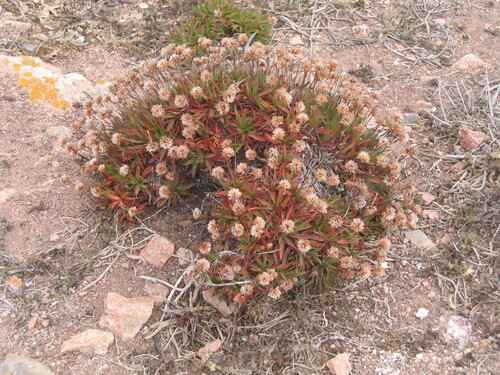 Image of Armeria berlengensis by (c) zebedeugalinha, some rights reserved (CC BY)
