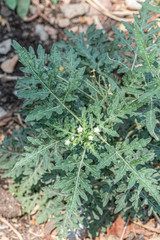 Parthenium bipinnatifidum