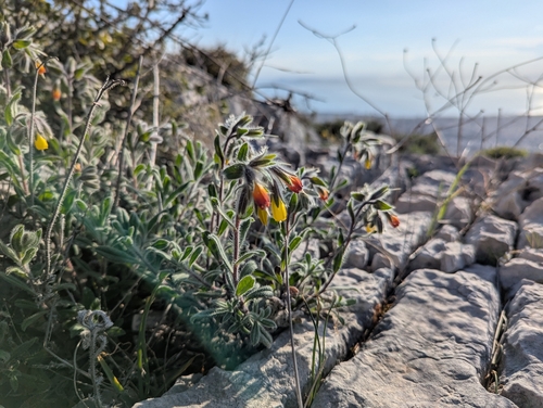 Onosma frutescens, photograph 6