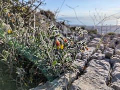Onosma frutescens, photograph (c) Elias, some rights reserved (CC BY)