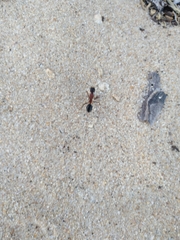 Camponotus