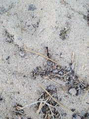 Camponotus
