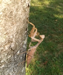 Hierodula transcaucasica