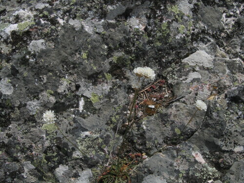 Armeria transmontana