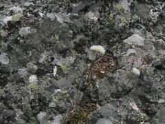 Armeria transmontana