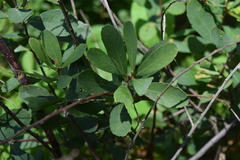 Myrica