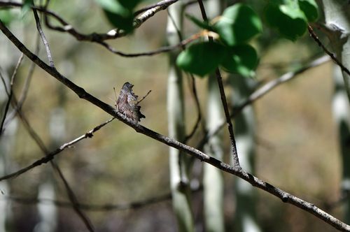 iNaturalist observation photo of Hoary Comma