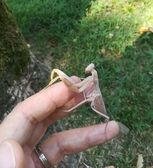 Hierodula transcaucasica
