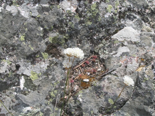 Armeria transmontana, photograph 2