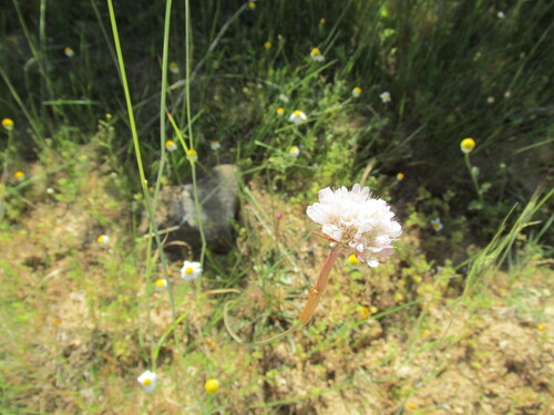 Armeria transmontana, photograph 6