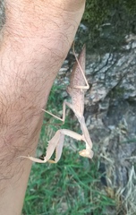 Hierodula transcaucasica