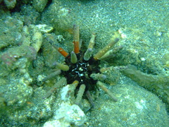 Hesperocidaris asteriscus