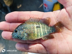 Stalsberg's Cichlid photo 2