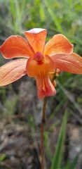 Bletia coccinea
