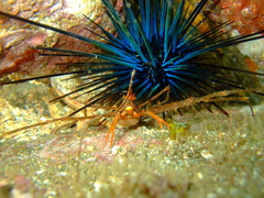 Stenorhynchus debilis