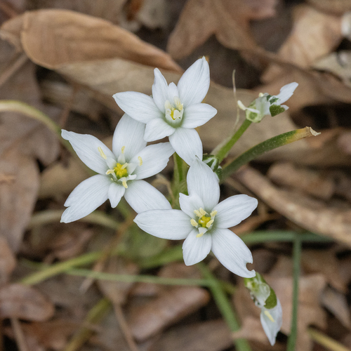 Ornithogalum umbellatum