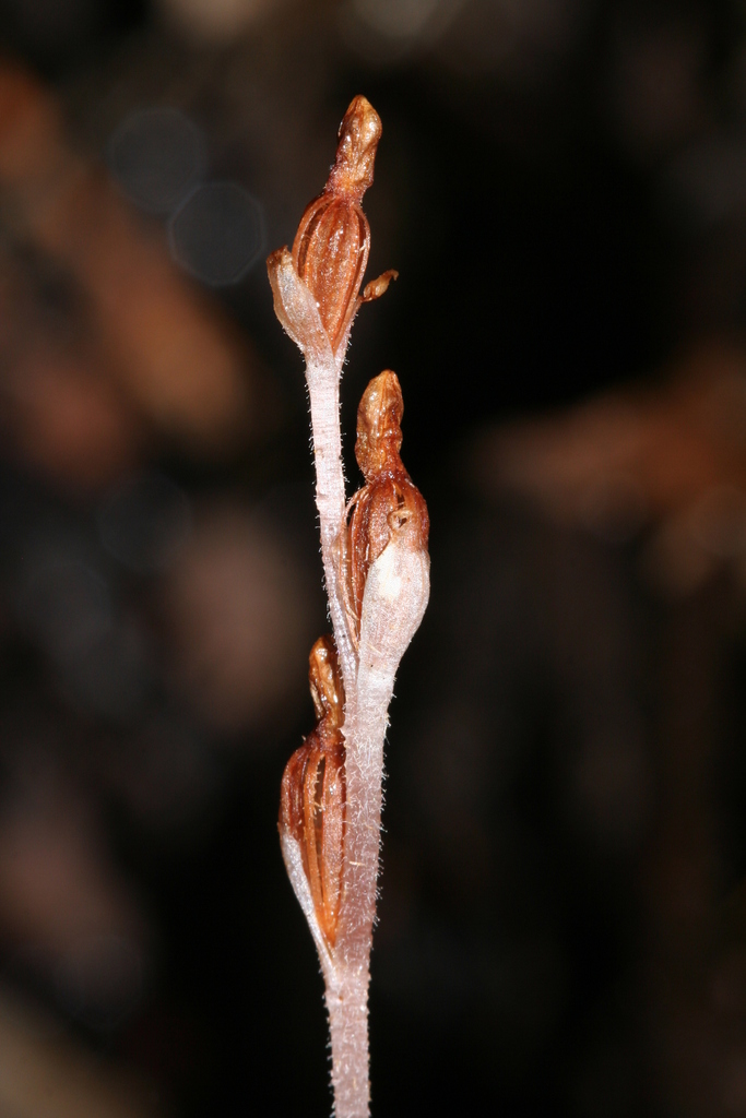 Danhatchia novaehollandiae