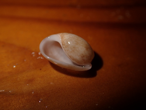 Bulla punctulata observed 2025-03-27