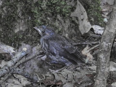 Haemorhous purpureus purpureus