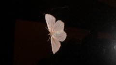 Macaria pustularia