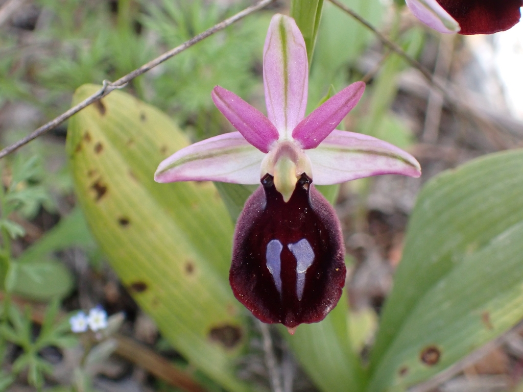 Ophrys ferrum-equinum