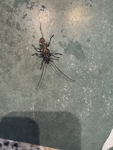 Plagiohammus spinipennis observed 2025-03-29