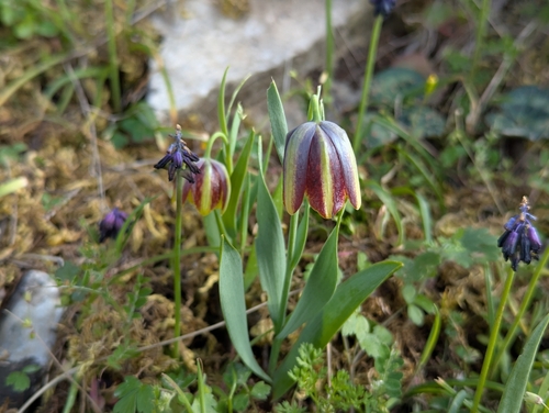 Greek Fritillary (Fritillaria graeca)