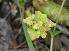 Chrysosplenium