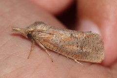 Acrolophus plumifrontella
