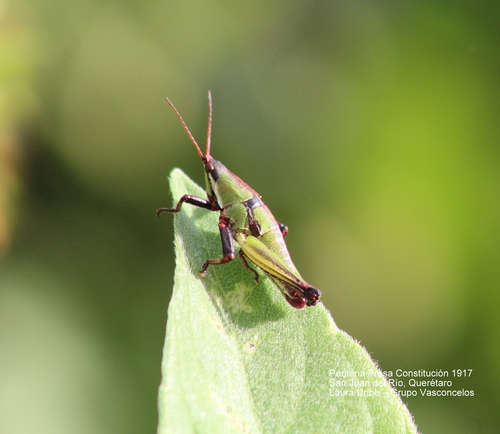 Cornfield Grasshopper