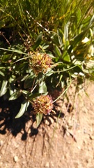 Penstemon procerus tolmiei