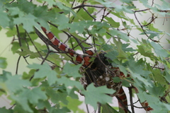 Lampropeltis knoblochi