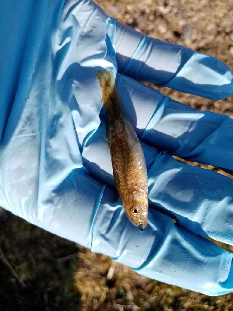 Highland Andean pupfish (Orestias empyraeus) — Cyprinodontidae