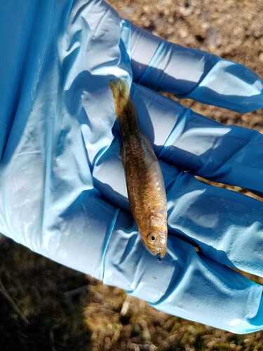 Highland Andean pupfish (Orestias empyraeus) — Cyprinodontidae