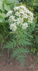 Conioselinum gmelinii