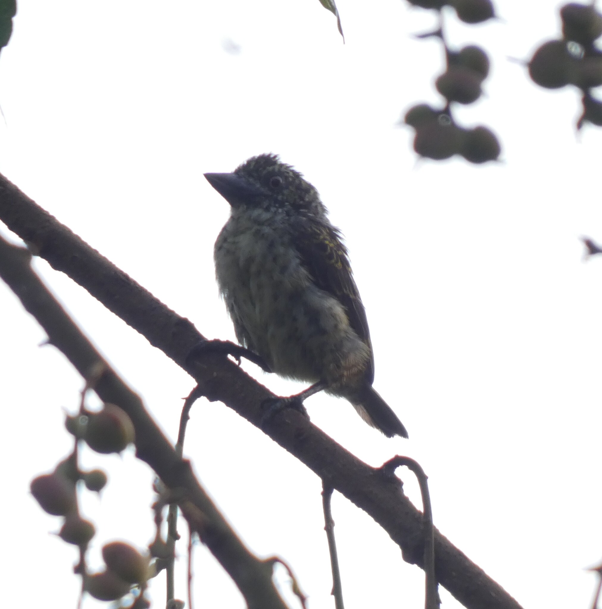 Speckled Tinkerbird (Pogoniulus scolopaceus), photo 3