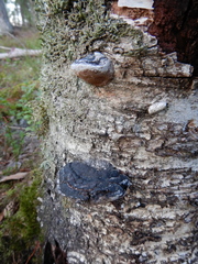 Phellinus cinereus