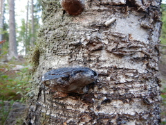 Phellinus cinereus