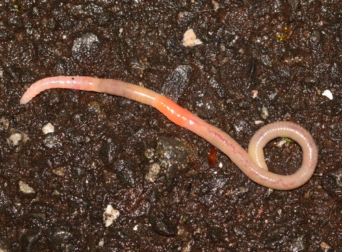 Sliekai nuotrauka