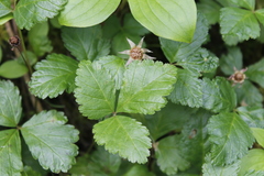Rubus arcticus